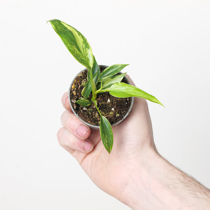 Philodendron 'Florida Beauty' — 6cm