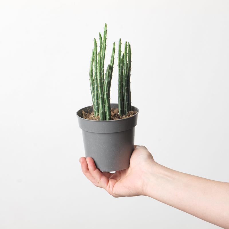 Senecio stapeliiformis — 6cm