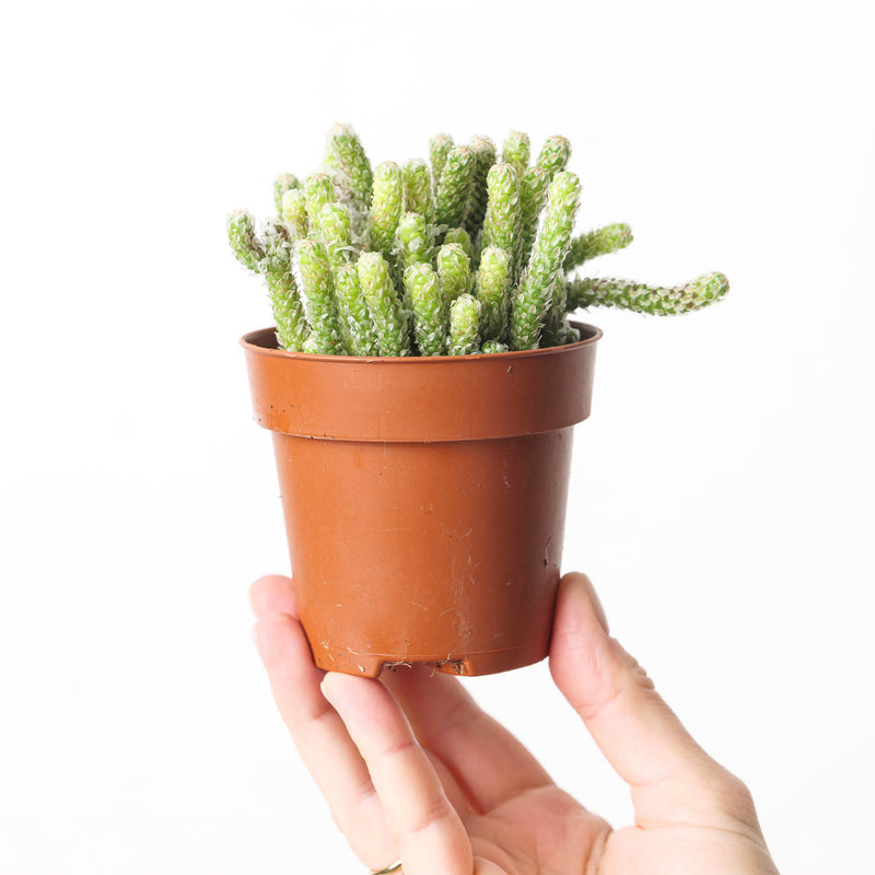 Avonia recurvata Plants GrowTropicals