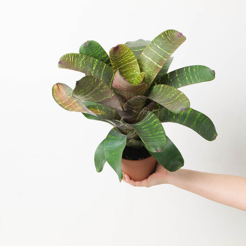 Vriesea sp. 4 Plants GrowTropicals