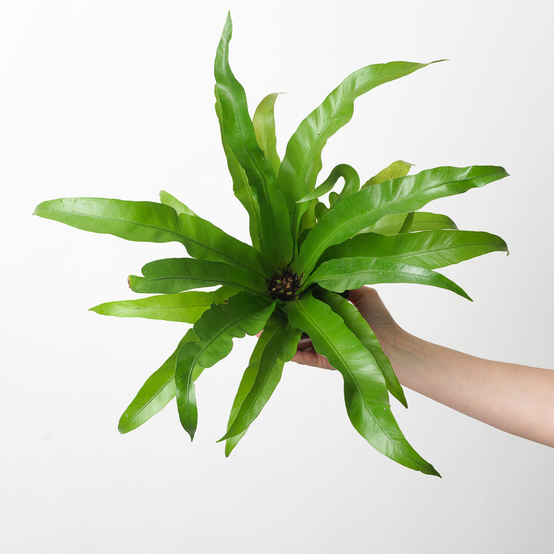 Asplenium antiquum Plants GrowTropicals