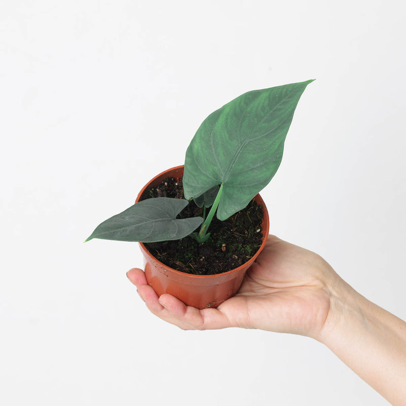 Alocasia scabriuscula 10.5cm Plants GrowTropicals