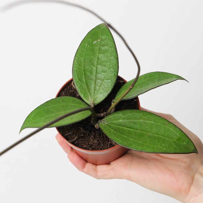 Hoya polystachya Plants GrowTropicals