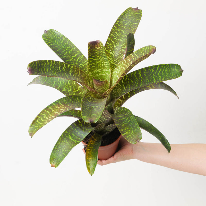 Vriesea sp. 8 Plants GrowTropicals