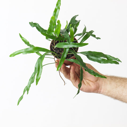 Polypodium sp. Plants GrowTropicals