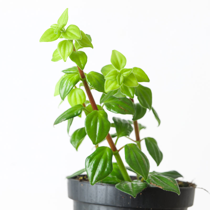 Peperomia sp Peru Plants GrowTropicals