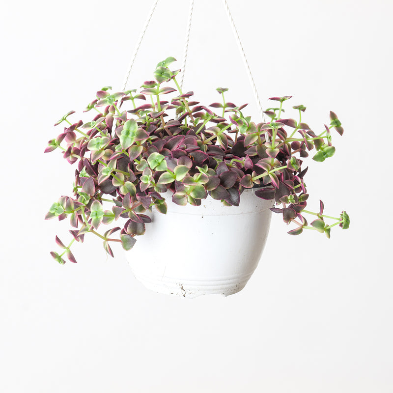Crassula pellucida subsp. Marginalis Plants GrowTropicals