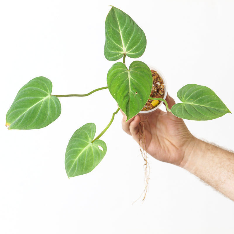 Philodendron gloriosum 'Zebra' — 9cm / 1
