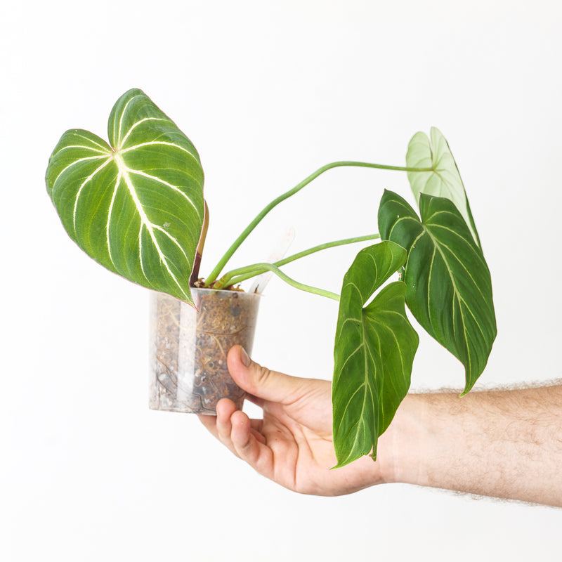 Philodendron gloriosum 'Zebra' 9cm 2 Plants GrowTropicals