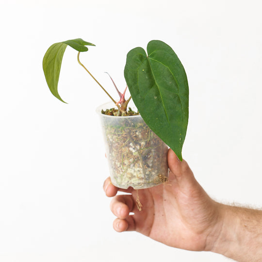 Anthurium Ace of Spades (Dark Form) 9cm Bottom Cut New Growth Plants GrowTropicals