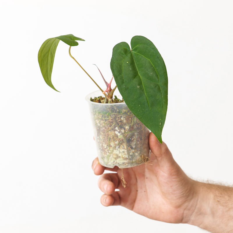 Anthurium Ace of Spades (Dark Form) 9cm Bottom Cut New Growth Plants GrowTropicals