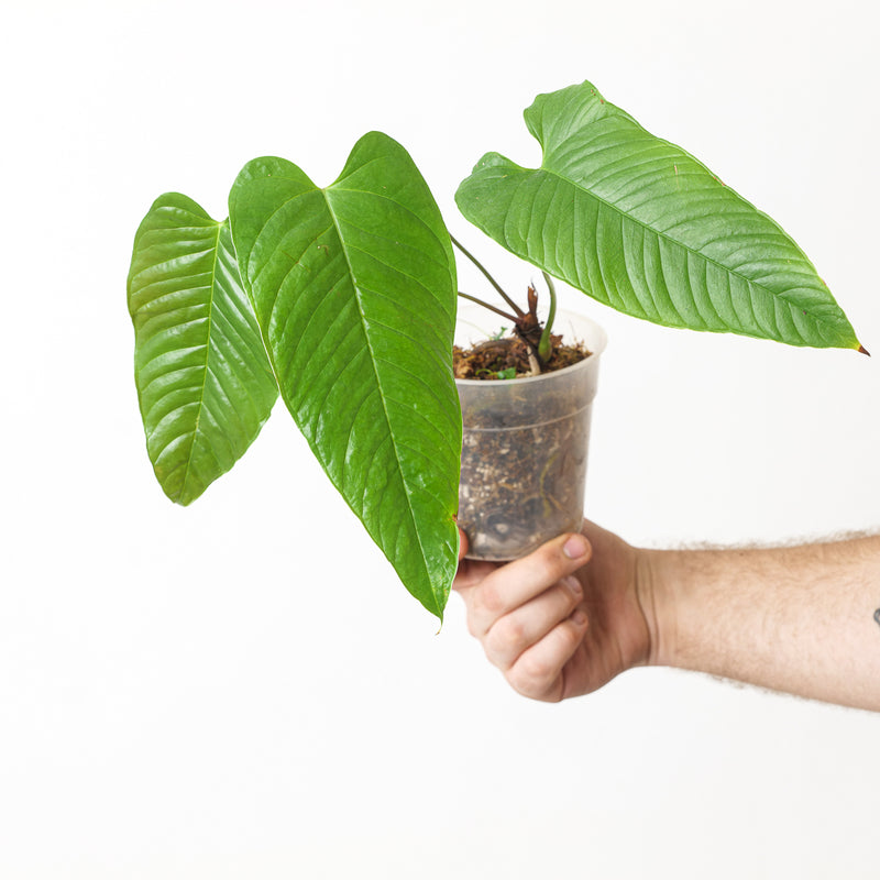 Anthurium offolterianum / tremulum Plants GrowTropicals