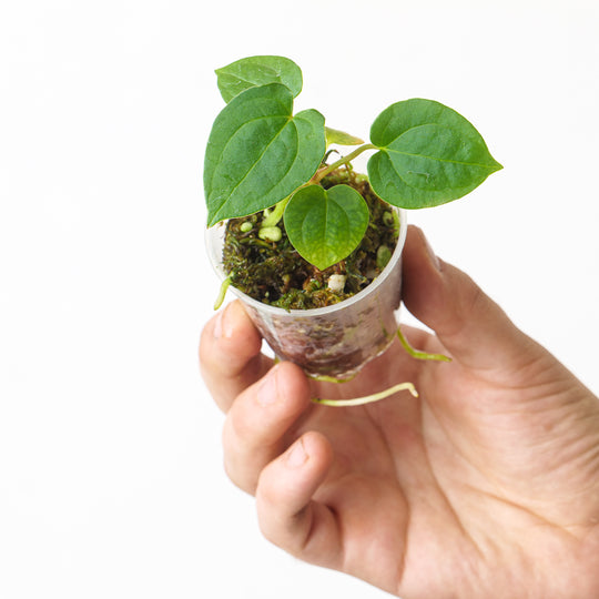 Anthurium papillilaminum (Euro Form) 6cm Plants GrowTropicals