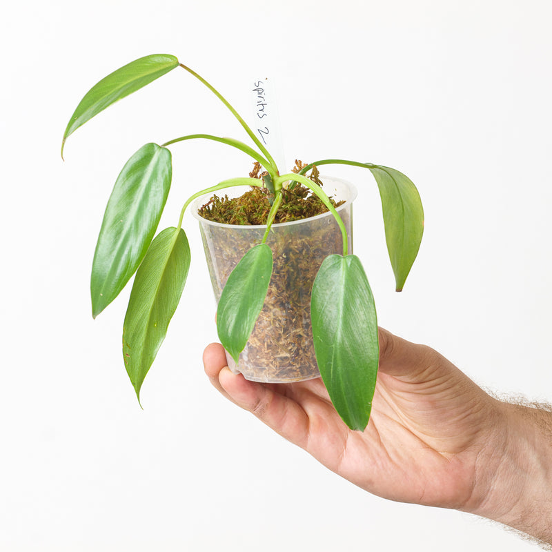 Philodendron spiritus sancti (Seed grown) Plants GrowTropicals