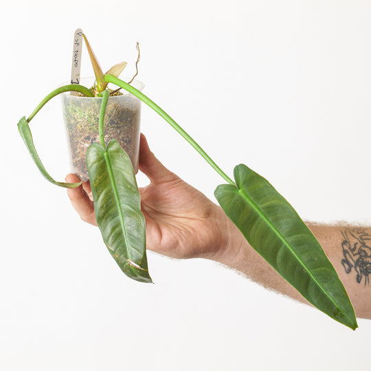 Philodendron sp. Napo 9cm Plants GrowTropicals