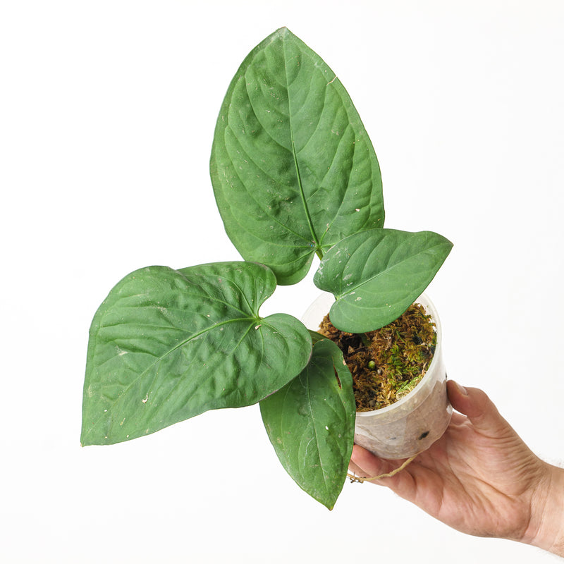 Anthurium pulcachense 12cm 2 Plants GrowTropicals