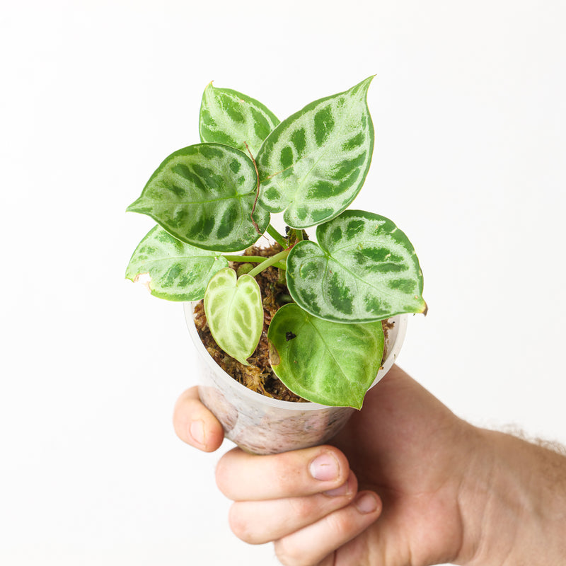 Anthurium 'Silver Blush' x 'Dorayaki' Plants GrowTropicals