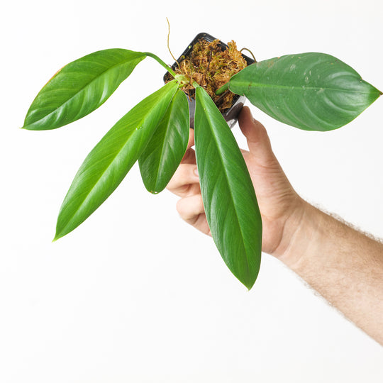 Philodendron clarkei cf. 7cm Plants GrowTropicals