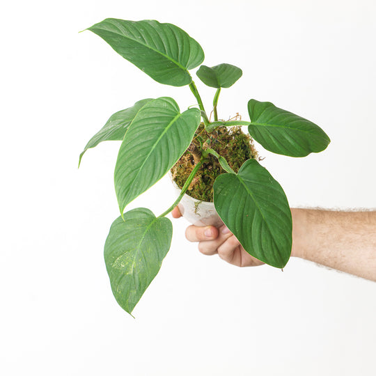 Philodendron alatiundulatum 12cm Plants GrowTropicals