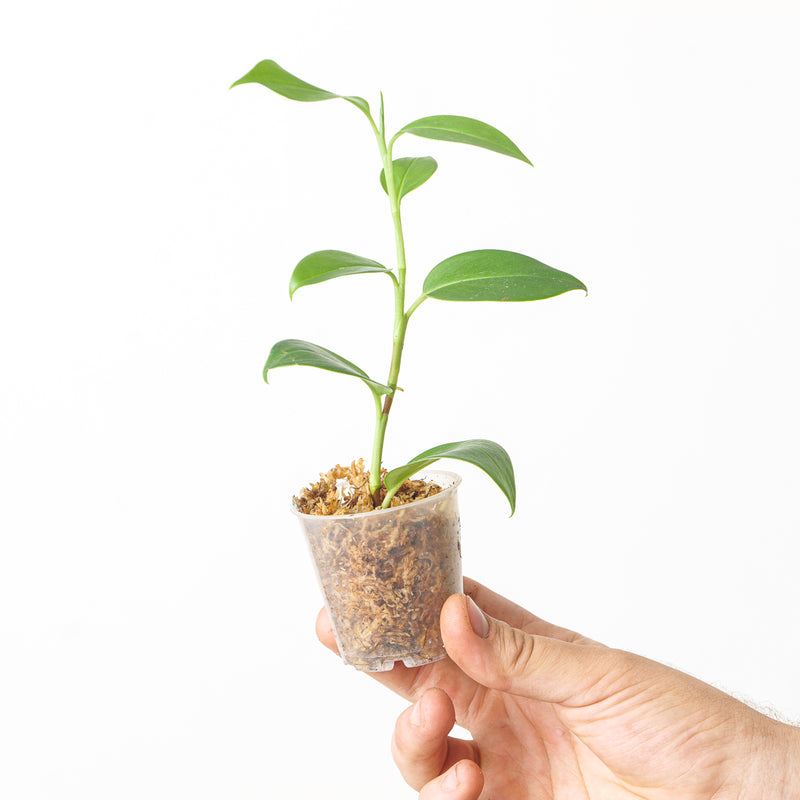 Stenospermation parvum aff. Plants GrowTropicals
