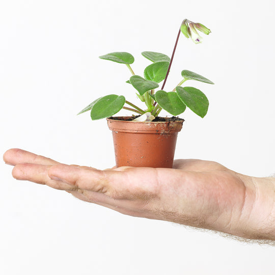 Chirita tamiana Plants GrowTropicals
