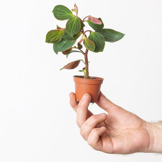 Peperomia velutina 7cm Plants GrowTropicals