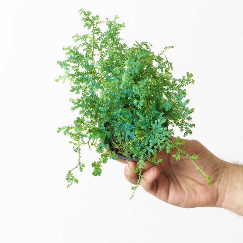 Selaginella uncinata — 9cm