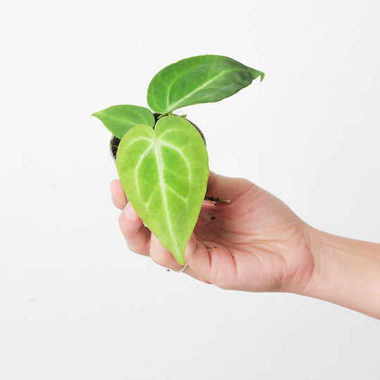 Imperfect Anthurium magnificum Plants GrowTropicals