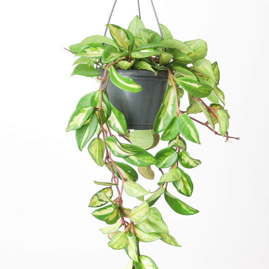 Hoya Carnosa Tricolor 14cm Hanging Plants GrowTropicals