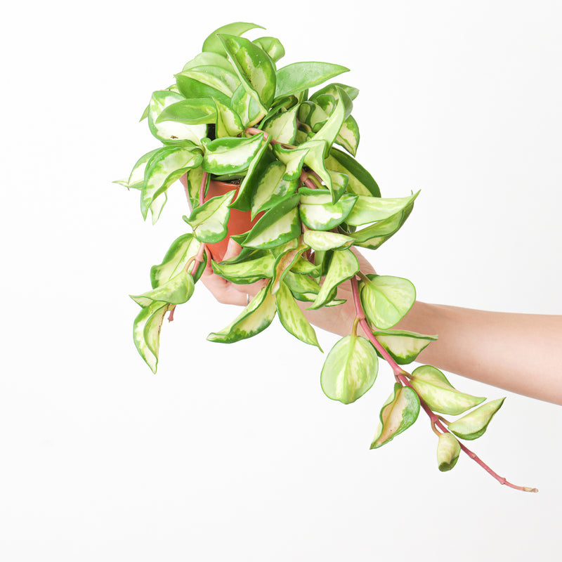 Hoya Carnosa Tricolor — 6cm