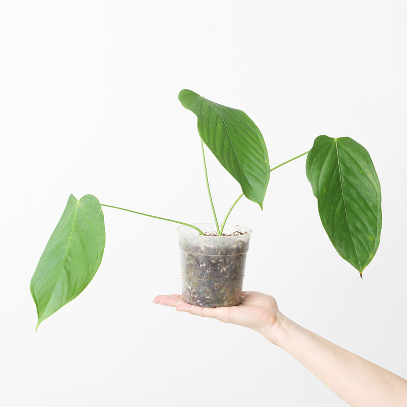 Anthurium gustavii aff. Plants GrowTropicals