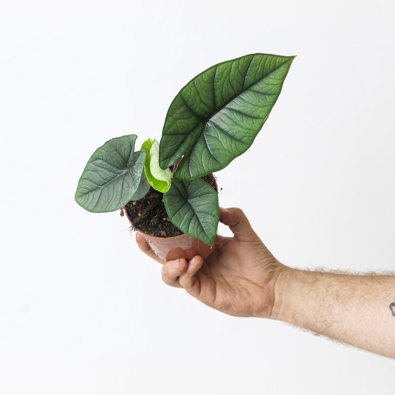Alocasia 'Platinum' — 10.5cm