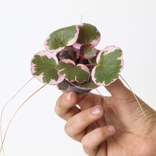 Saxifraga stolonifera Variegata Plants GrowTropicals