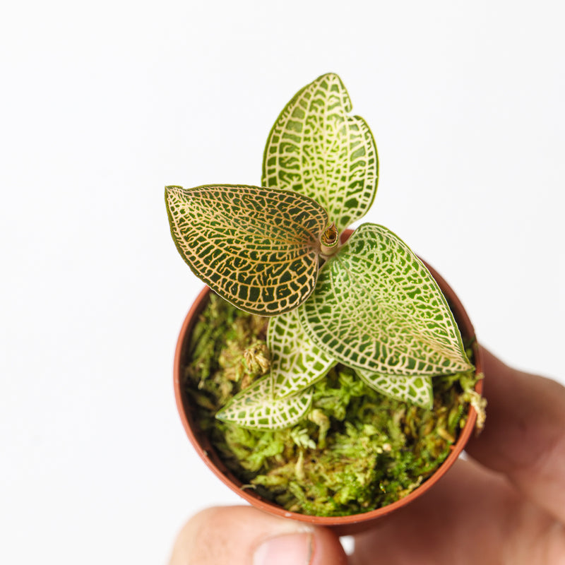 Anoectochilus roxburghii 'Gold Bar' Plants GrowTropicals