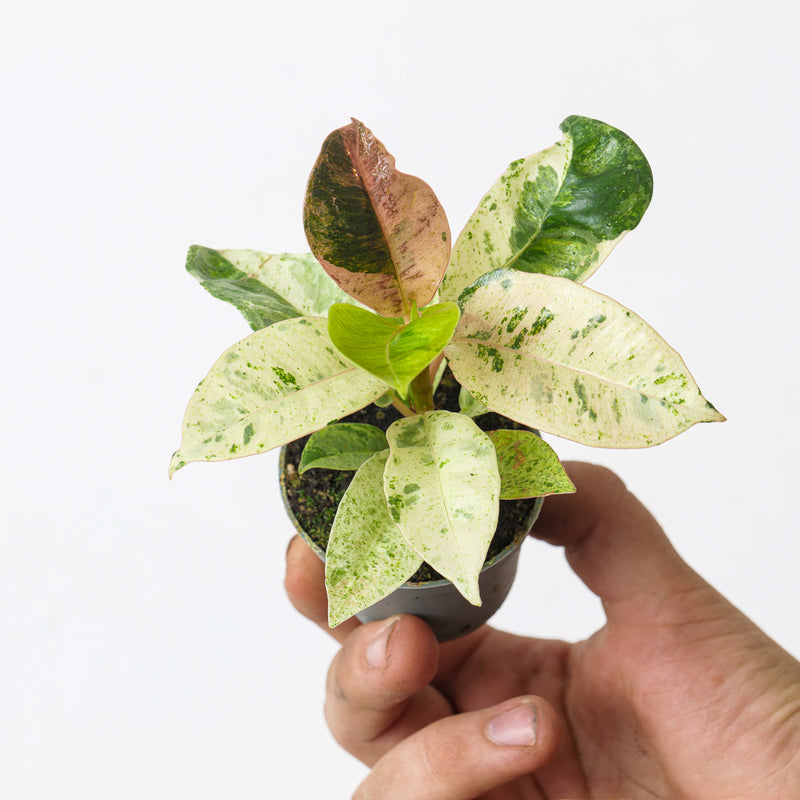 Ficus Shivereana Moonshine 6cm Plants GrowTropicals