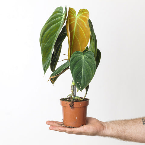 Imperfect Philodendron Melanochrysum Plants GrowTropicals