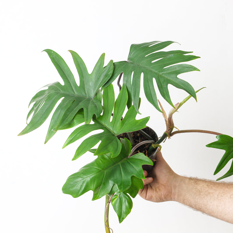 Philodendron Mayoi — 12cm