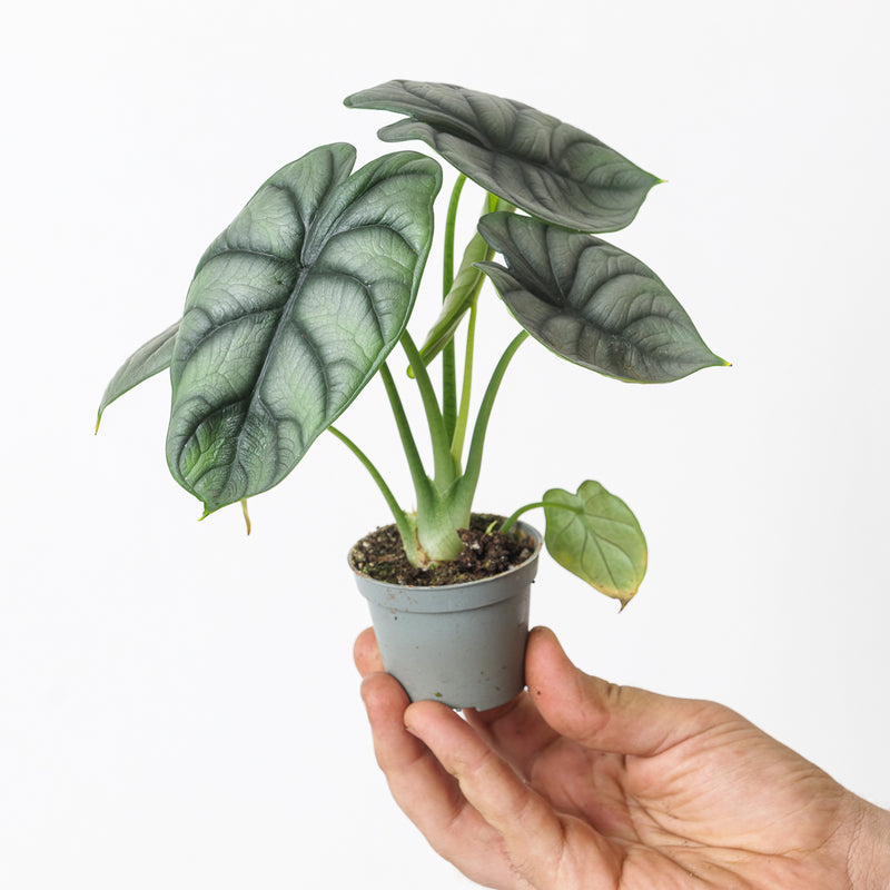 Imperfect Alocasia 'Silver Dragon' Plants GrowTropicals