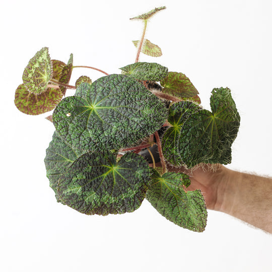 Begonia Sizemoreae syn. Longiciliata 12cm Plants GrowTropicals