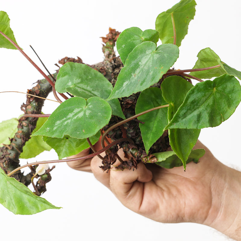 Begonia pseudodryadis aff. — 12cm