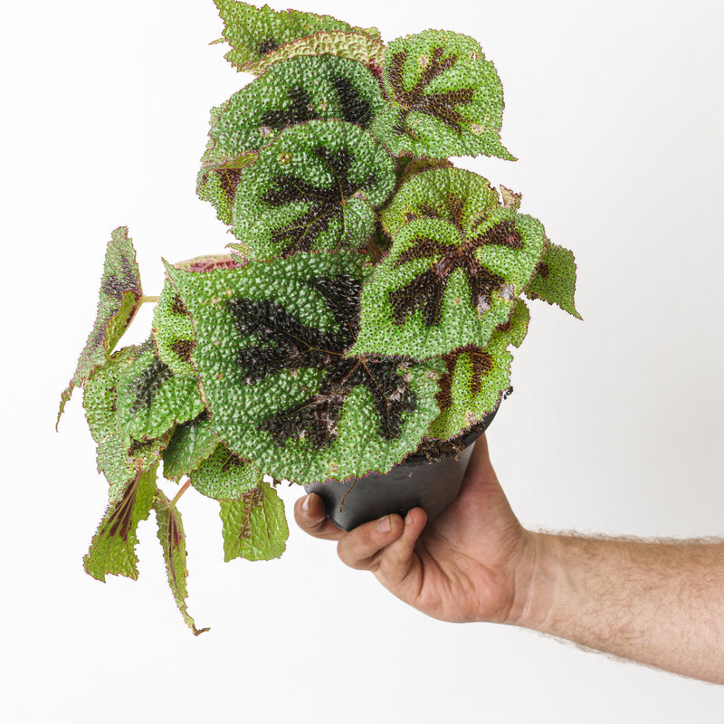 Begonia Bundle Plant Bundle GrowTropicals