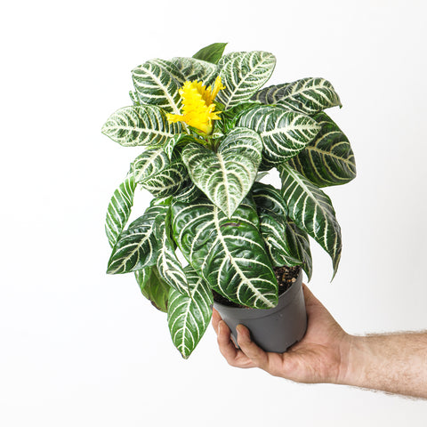 Aphelandra Squarrosa Botanica Plants GrowTropicals