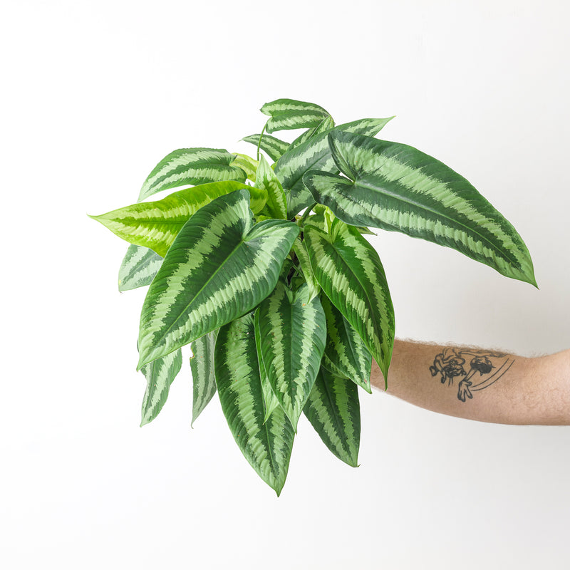 Schismatoglottis Wallichii Plants GrowTropicals