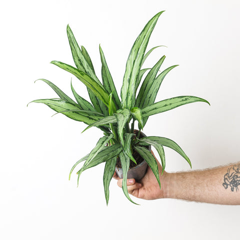 Aglaonema Cutlass 12cm Plants GrowTropicals