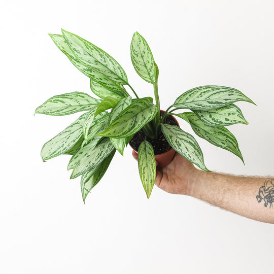 Aglaonema Silver Queen Plants GrowTropicals