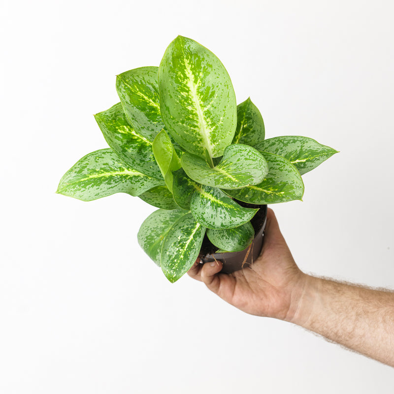 Aglaonema 'Lemon Mint' Plants GrowTropicals