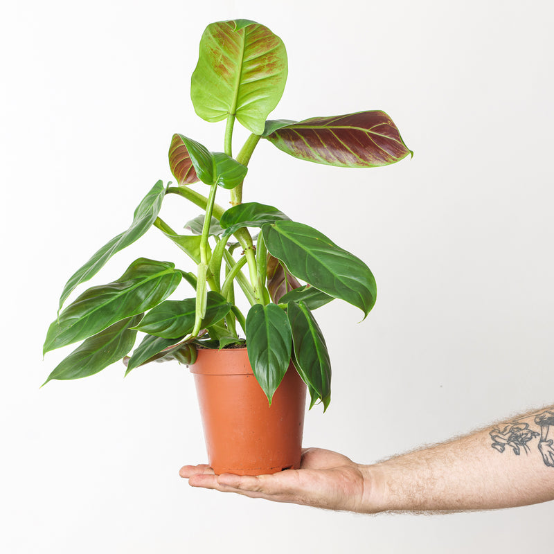 Philodendron subhastatum Plants GrowTropicals