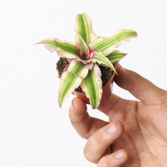 Cryptanthus bivittatus 5.5cm Pale Pink Plants GrowTropicals