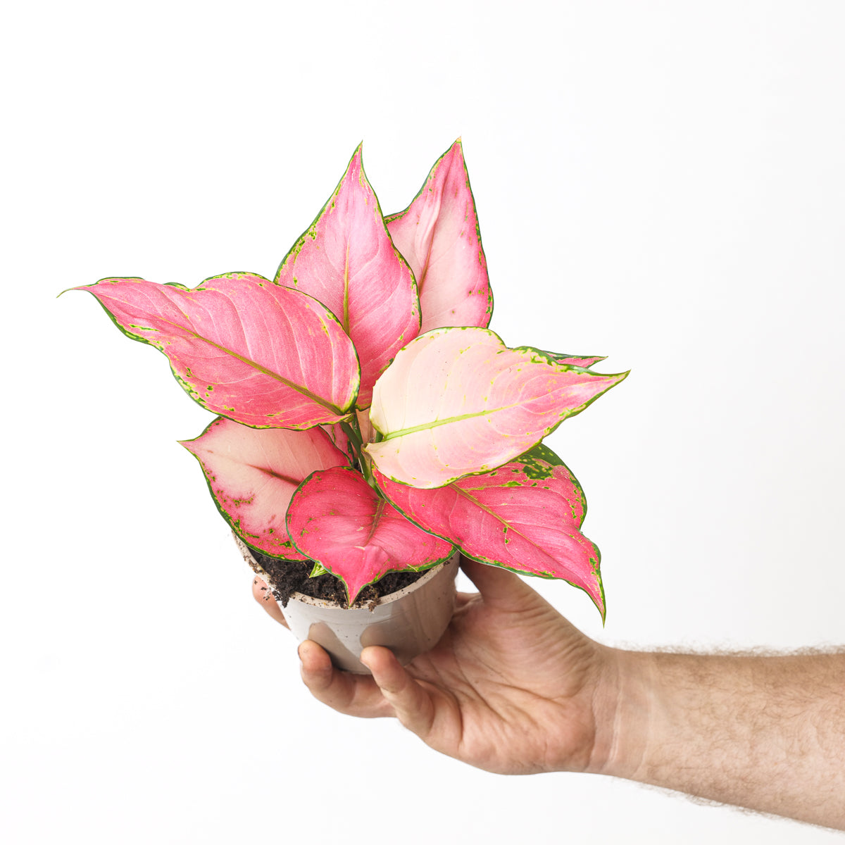 Pianta da Interni Vera Aglaonema Pink Star H 30/35 cm Vaso Ø 12 cm