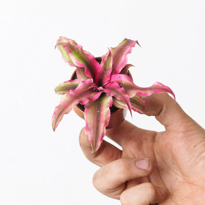 Cryptanthus bivittatus — 5.5cm / Hot Pink